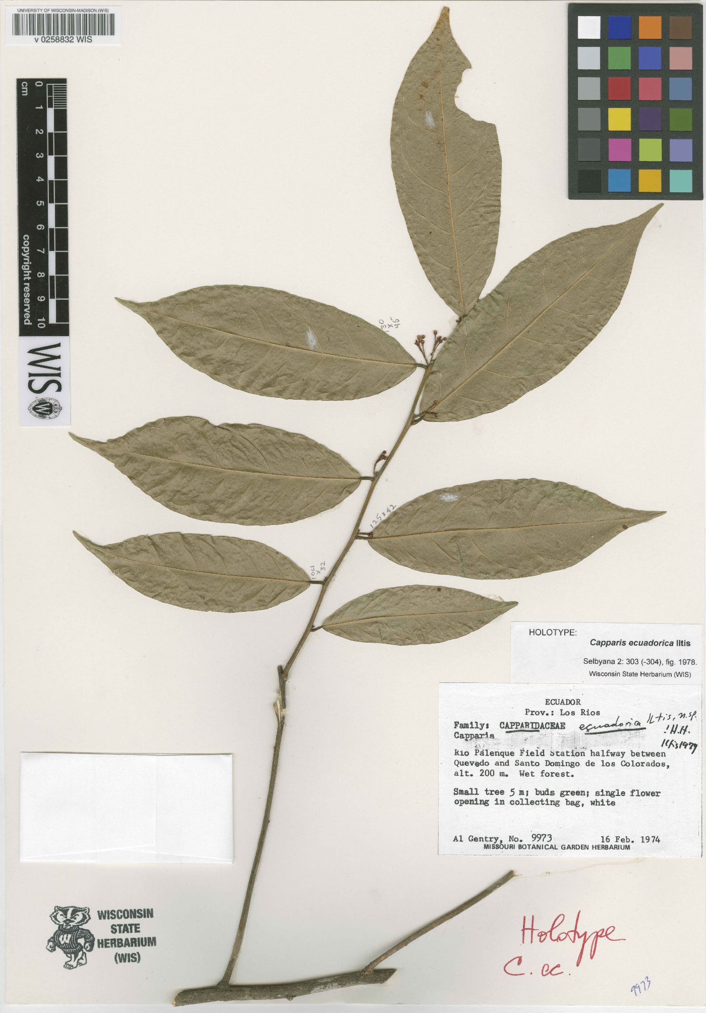 Cynophalla ecuadorica image