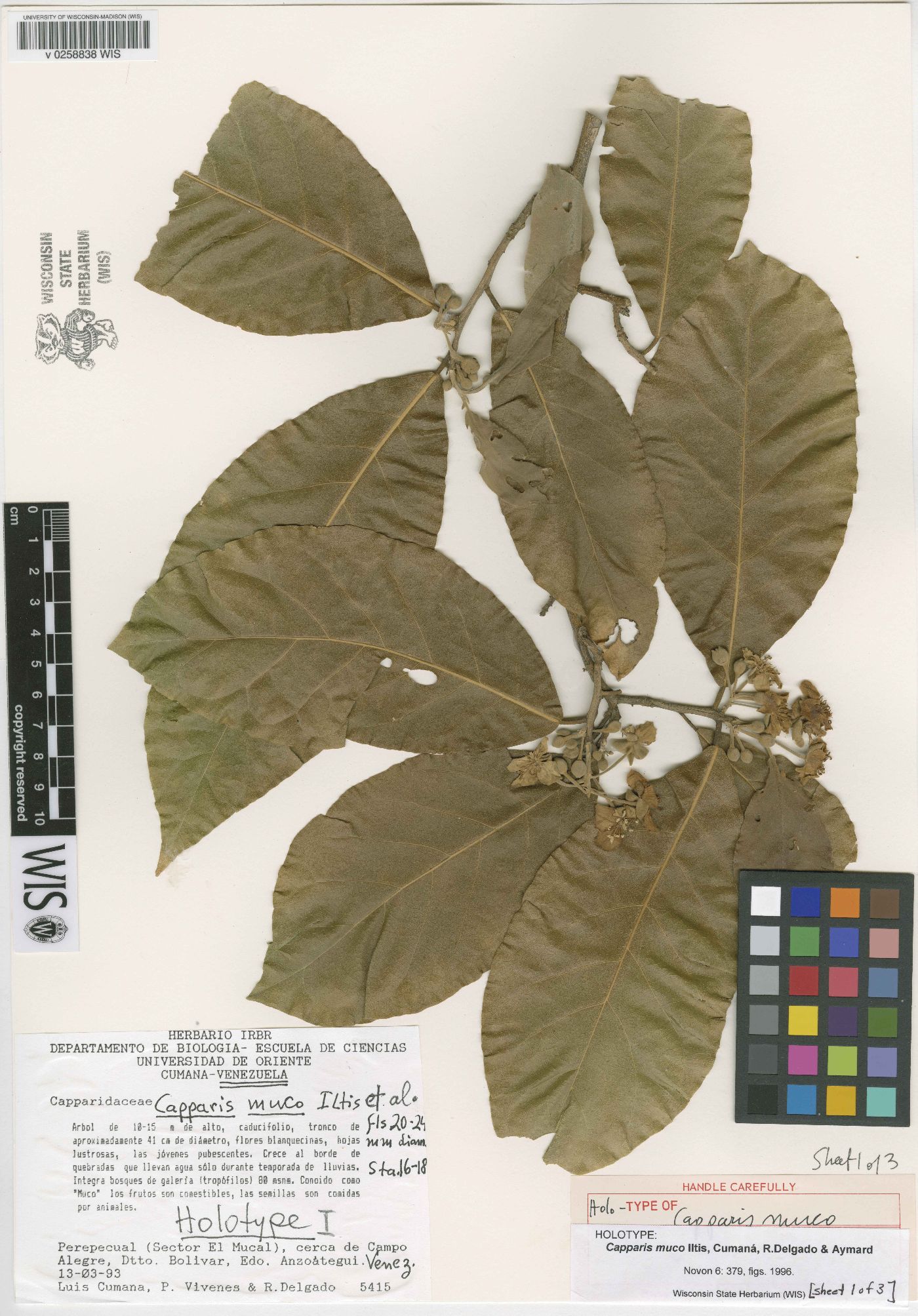 Capparis muco image