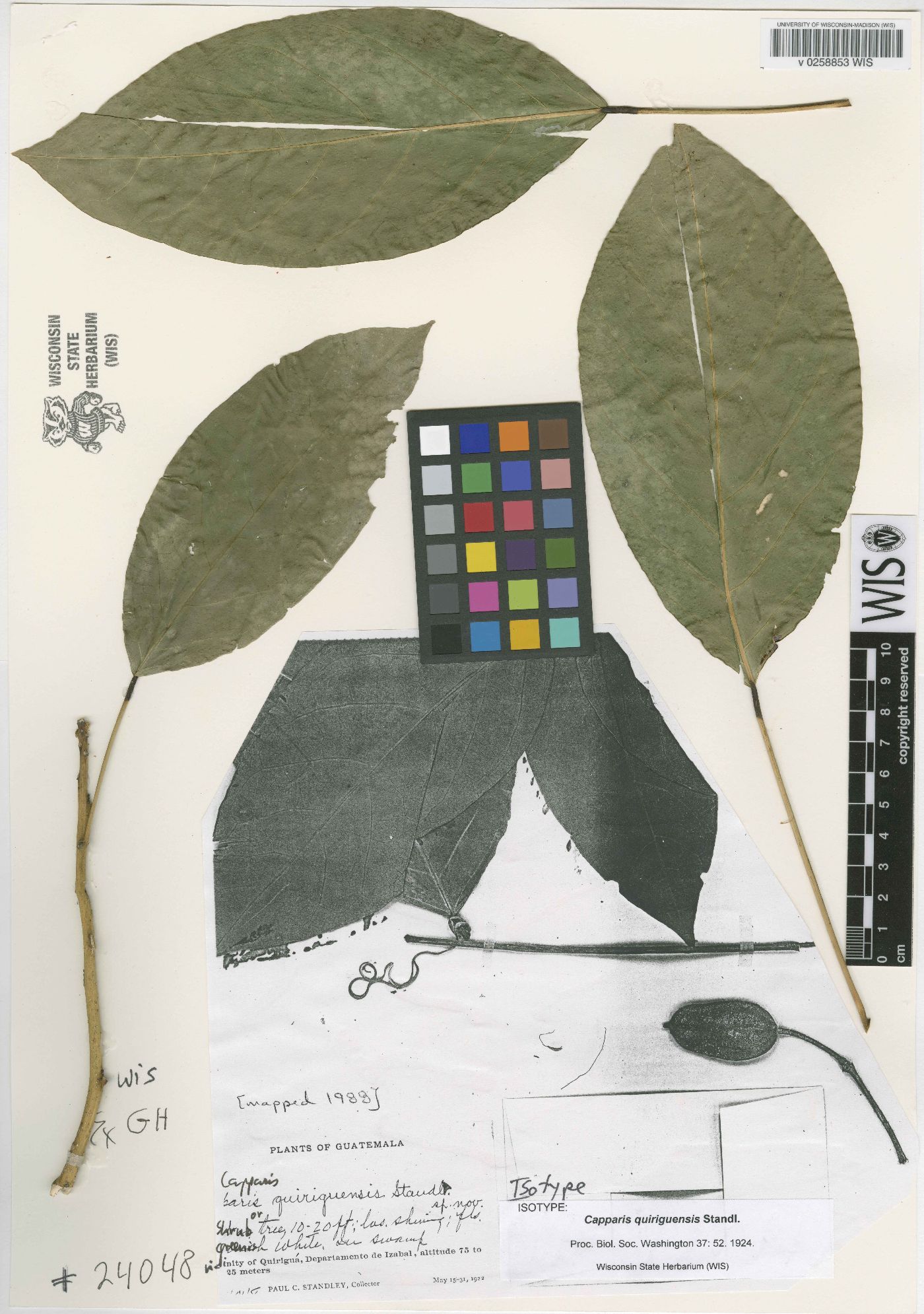 Capparis quiriguensis image