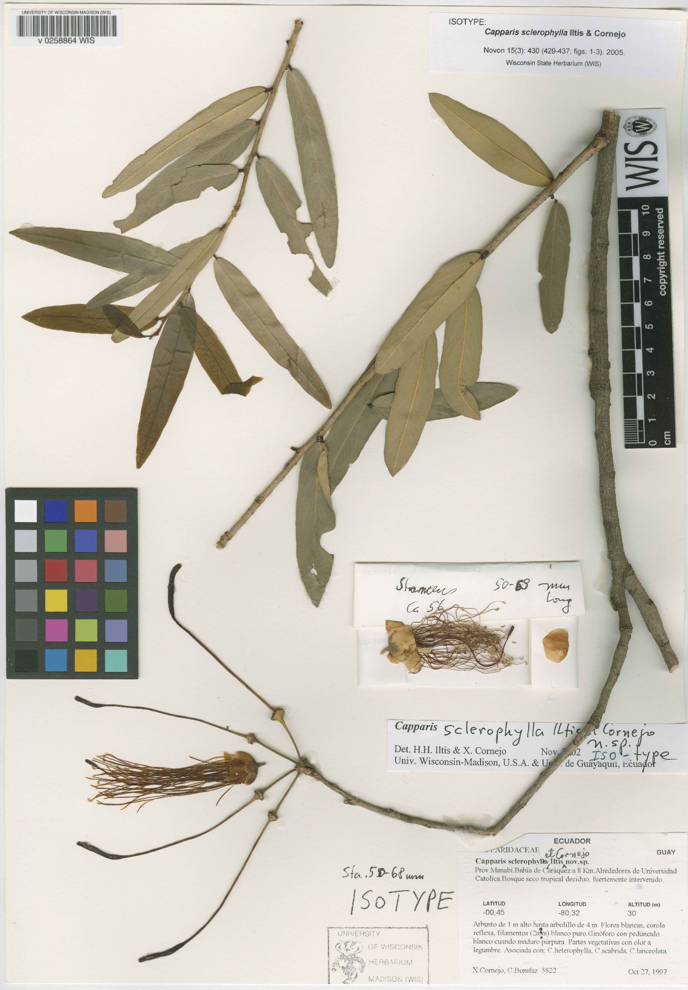 Cynophalla sclerophylla image