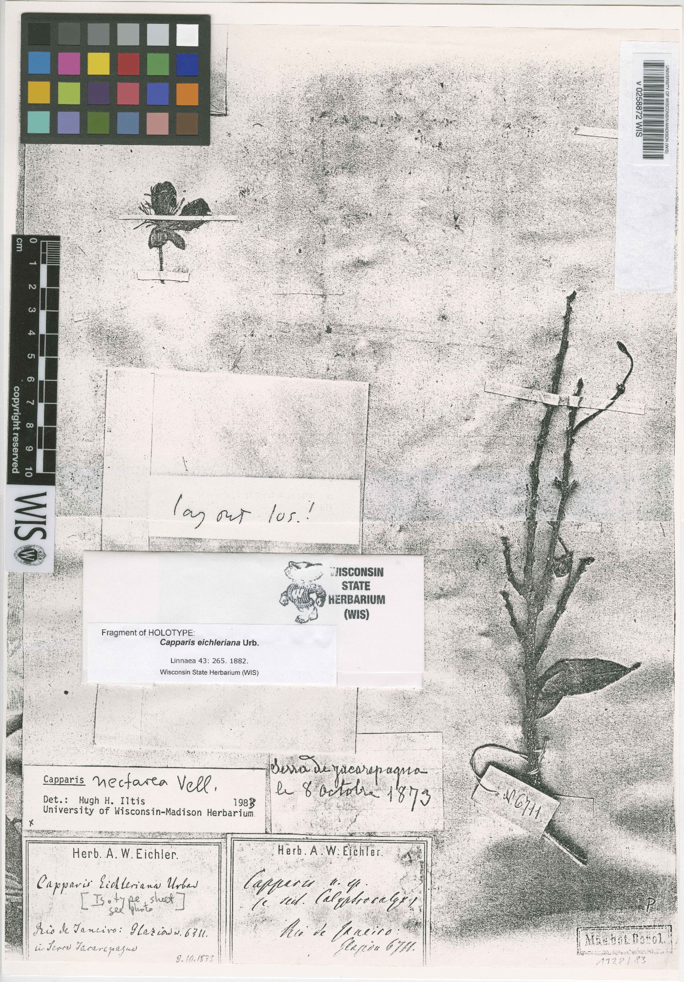 Capparis nectaria image