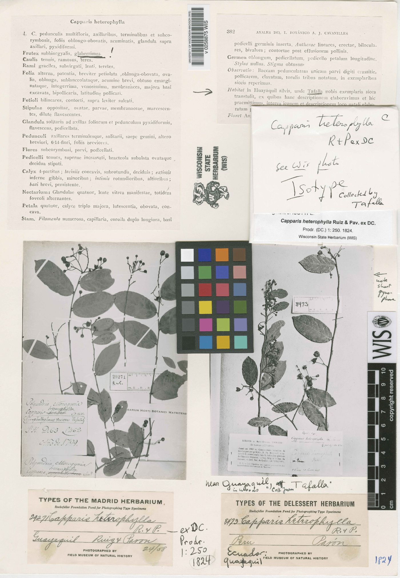 Cynophalla heterophylla image