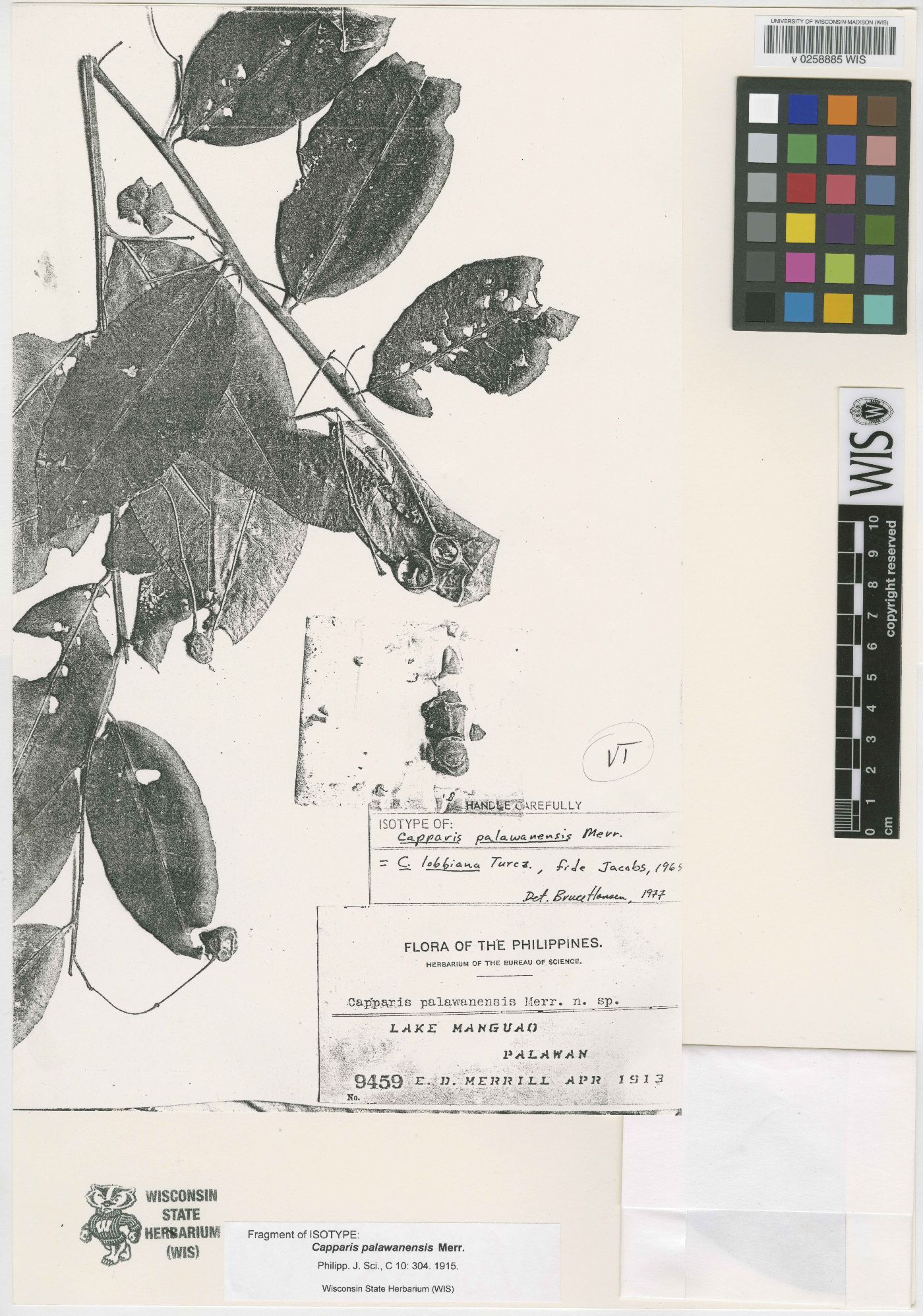 Capparis lobbiana image