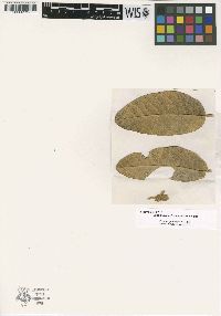 Colicodendron yco image