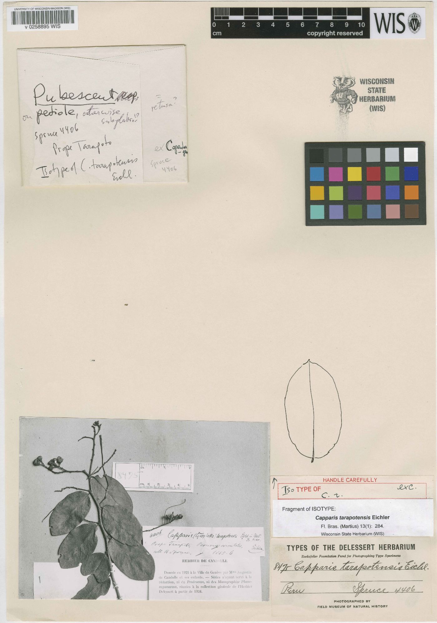 Cynophalla tarapotensis image