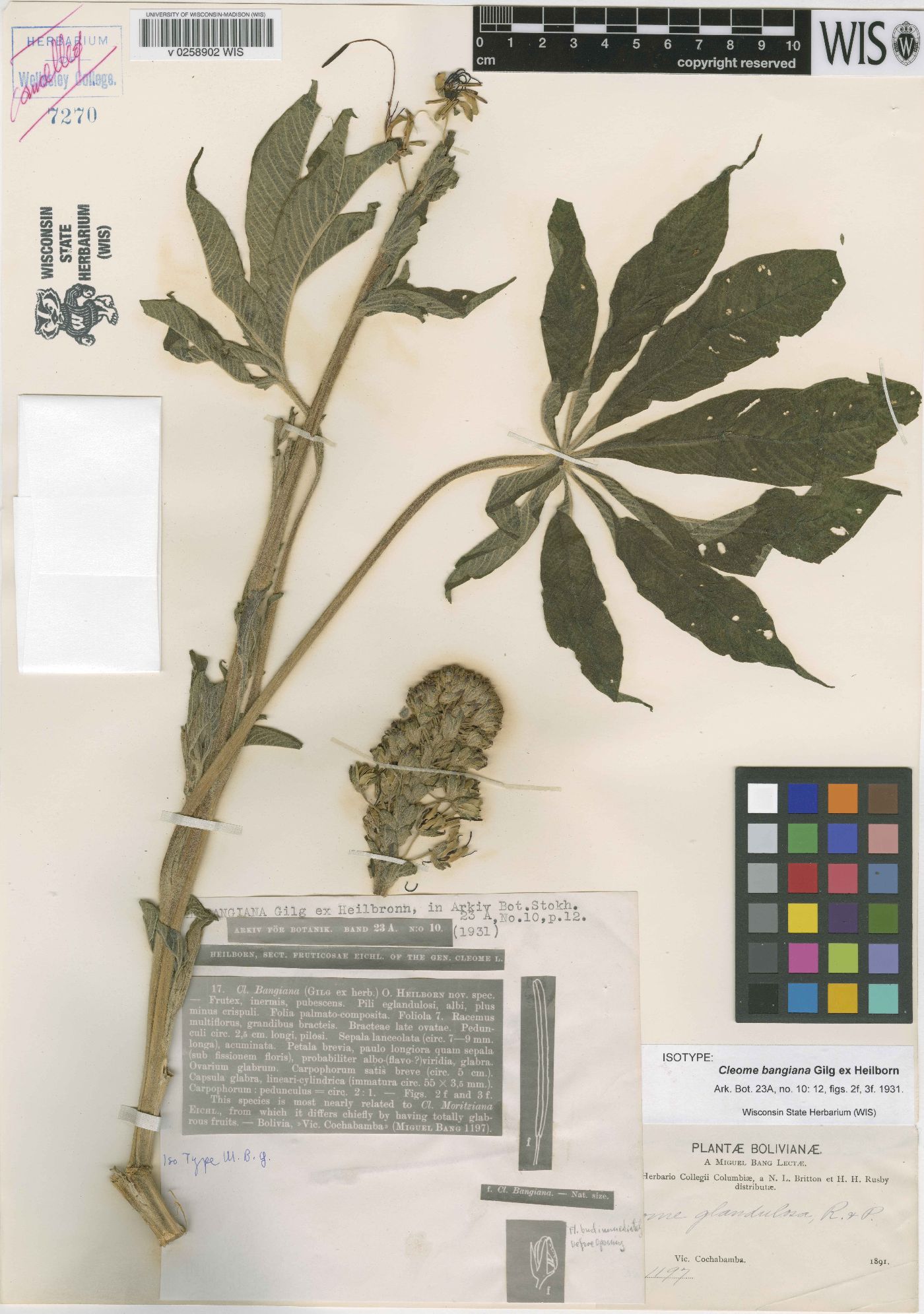 Cleome lechleri image