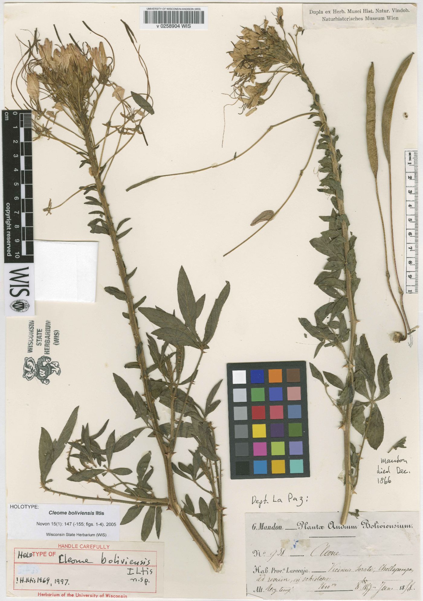 Cleome boliviensis image