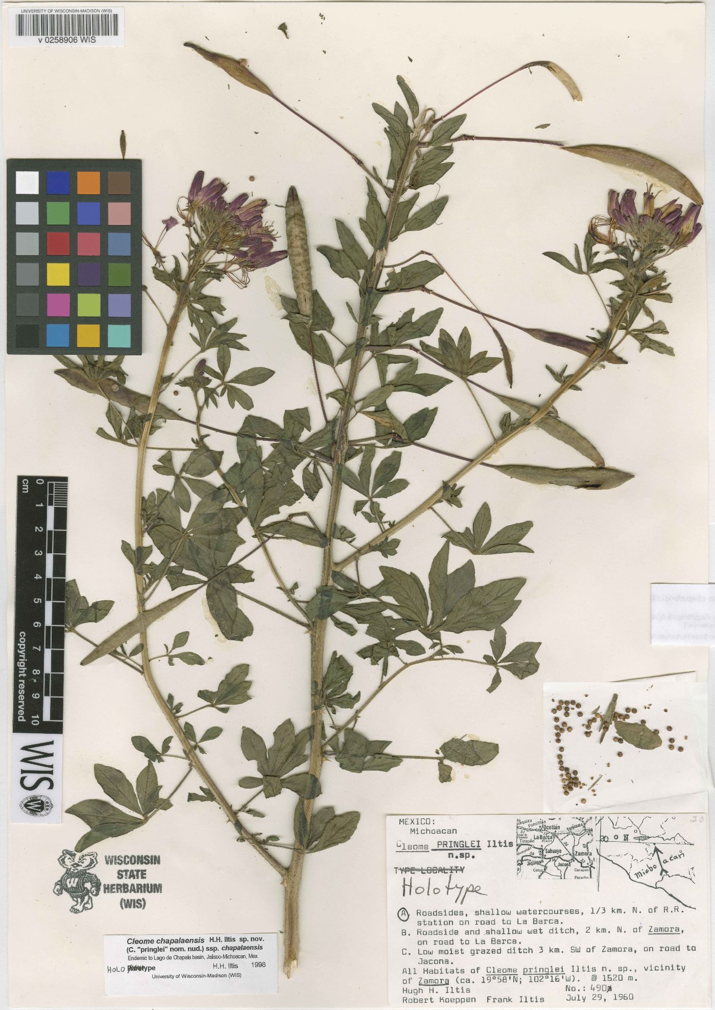 Cleome chapalaensis image