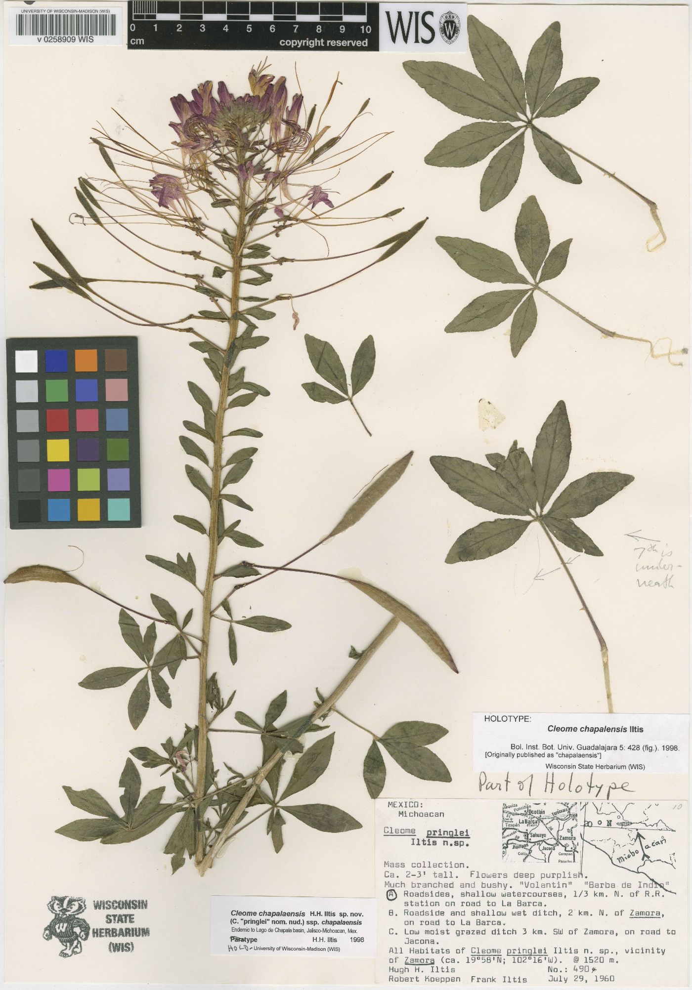 Cleome chapalaensis image