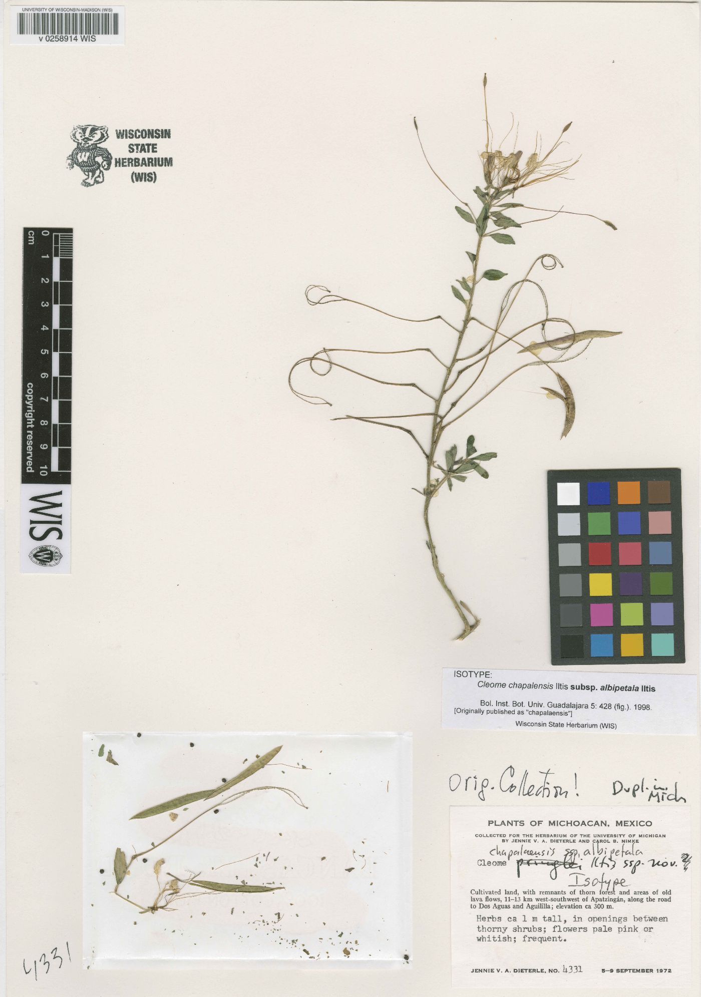 Cleome chapalaensis subsp. albipetala image
