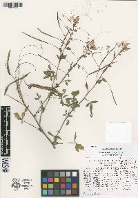Cleome costaricensis image