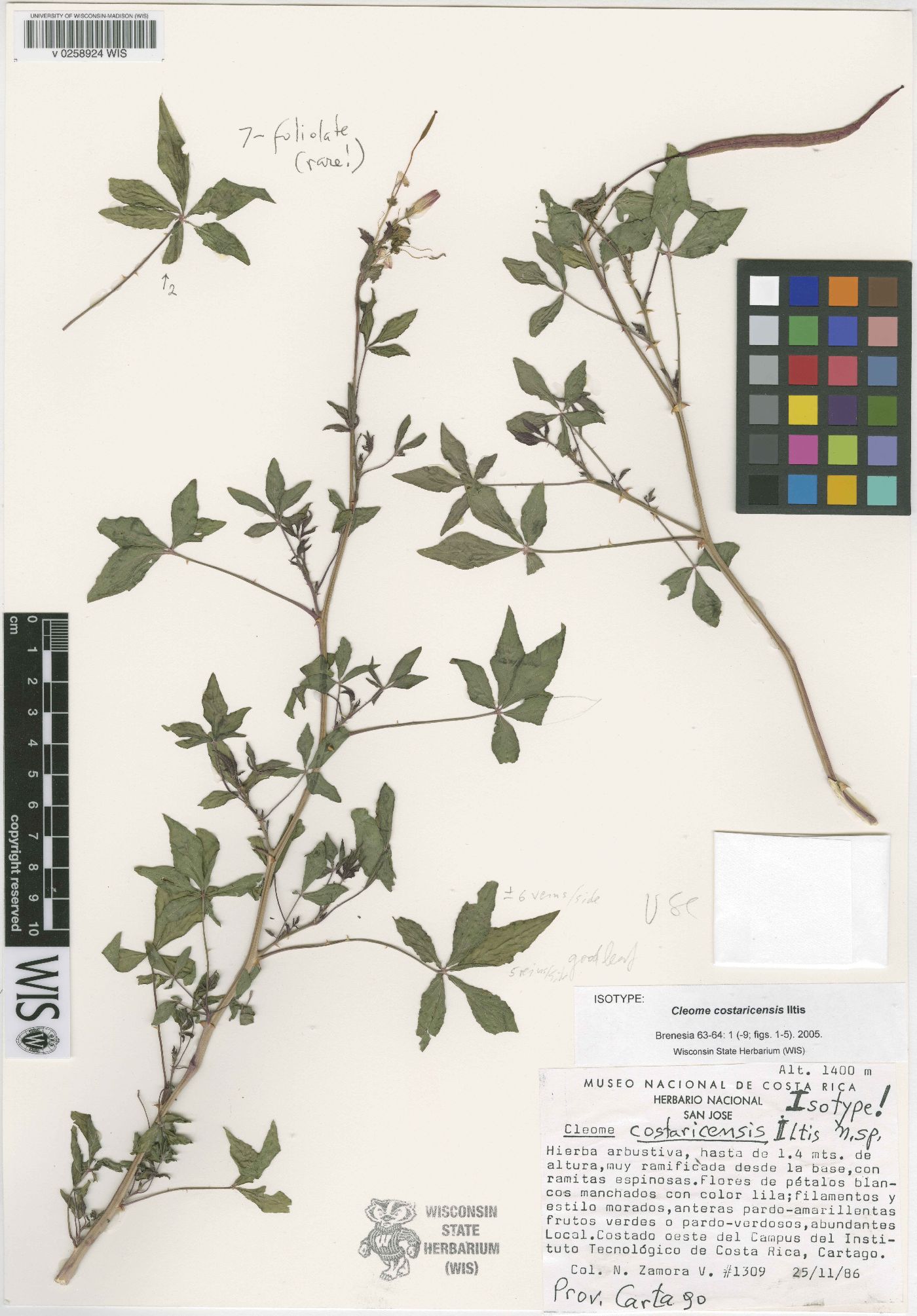 Cleome costaricensis image