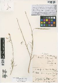 Image of Cleome diandra