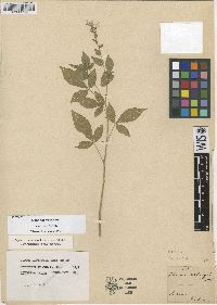 Image of Cleome latifolia
