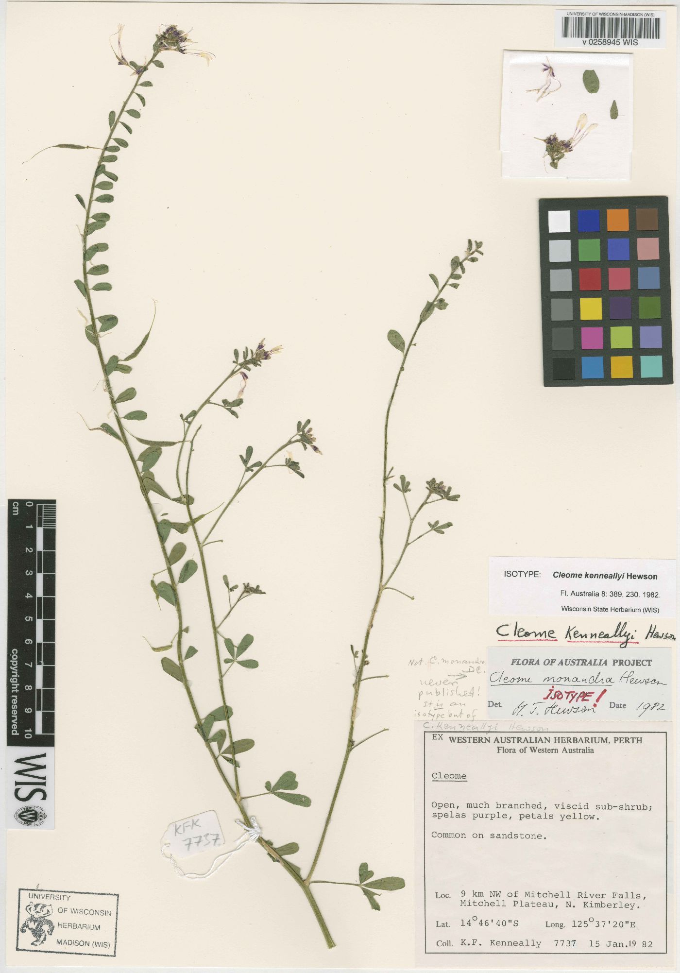 Cleome kenneallyi image