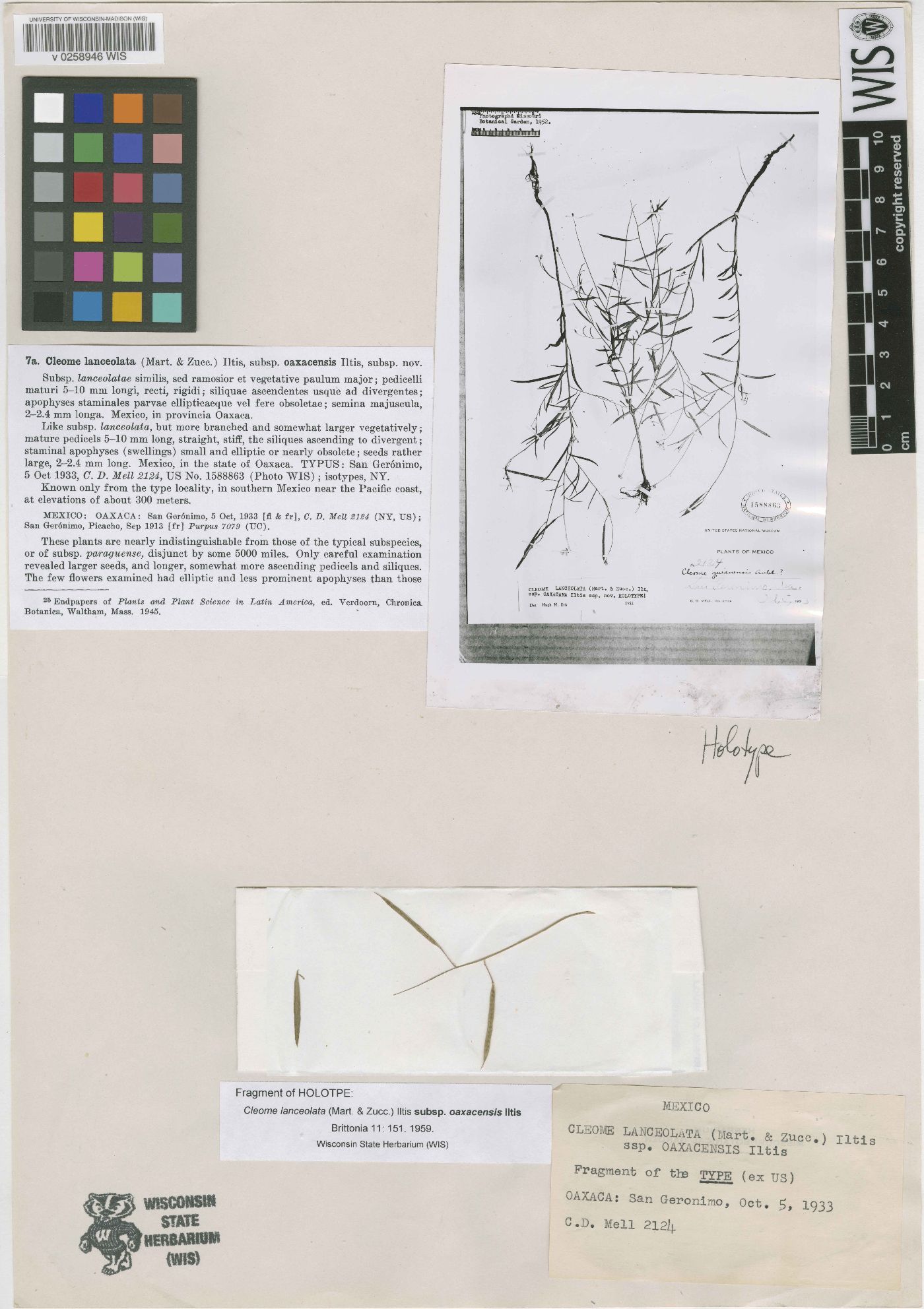 Physostemon lanceolatum subsp. oaxacensis image