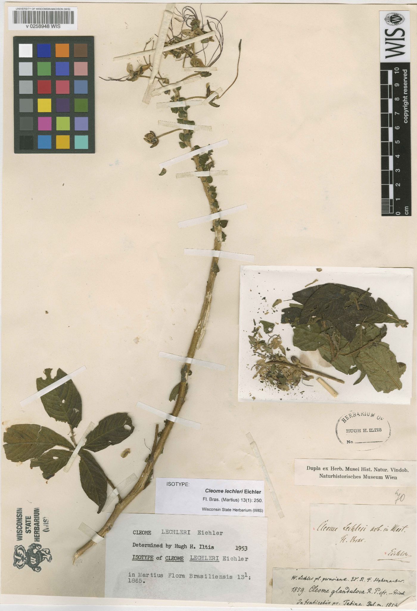 Cleome lechleri image
