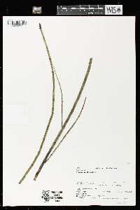 Equisetum fluviatile image