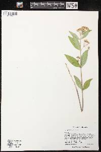 Asclepias ovalifolia image