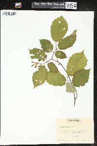 Corylus cornuta image