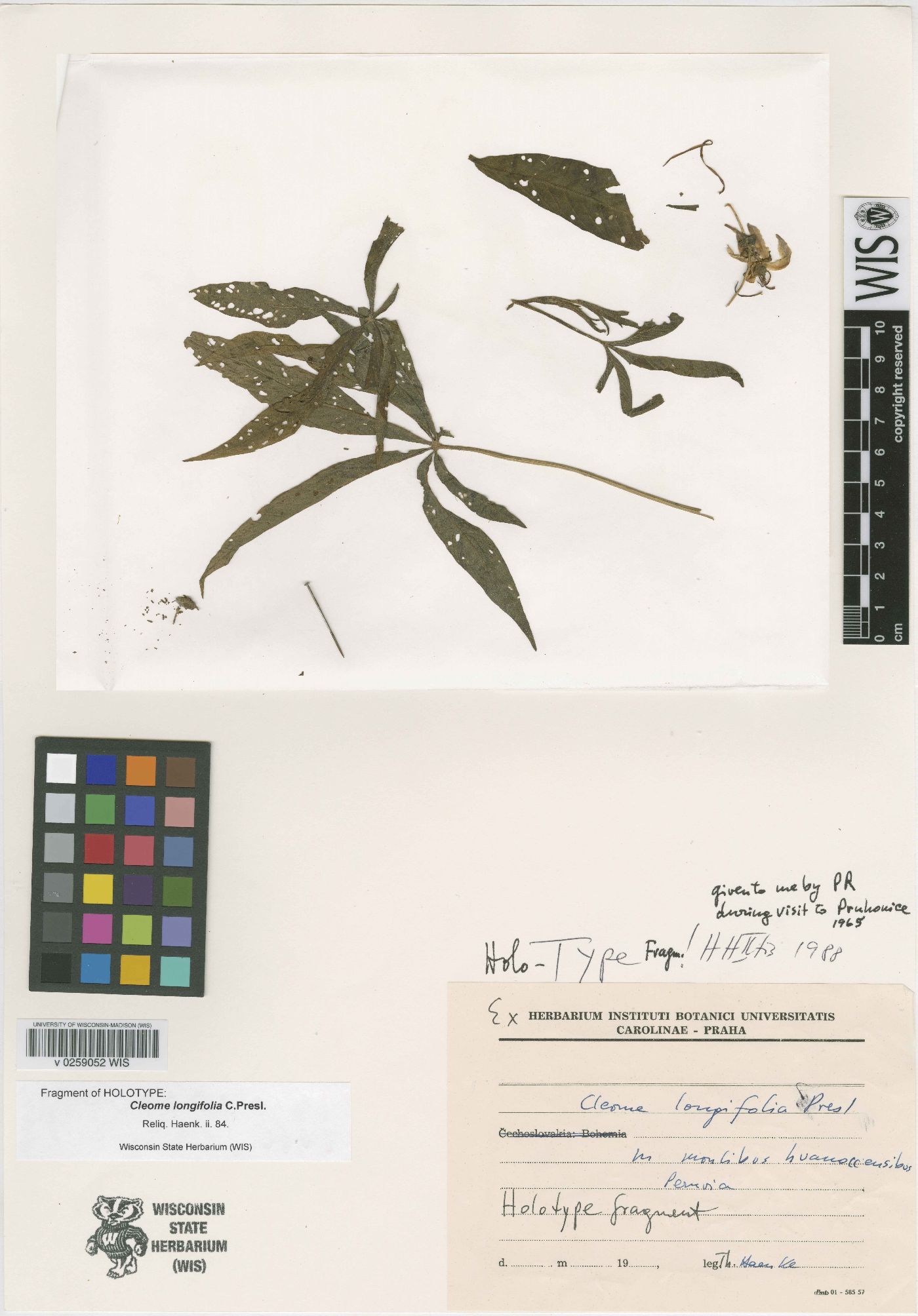 Cleome longifolia image