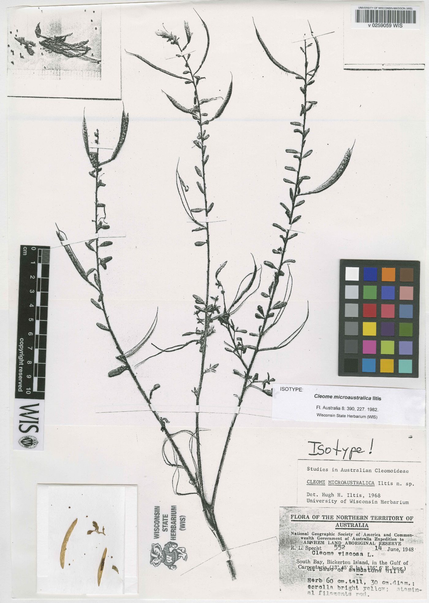 Cleome microaustralica image