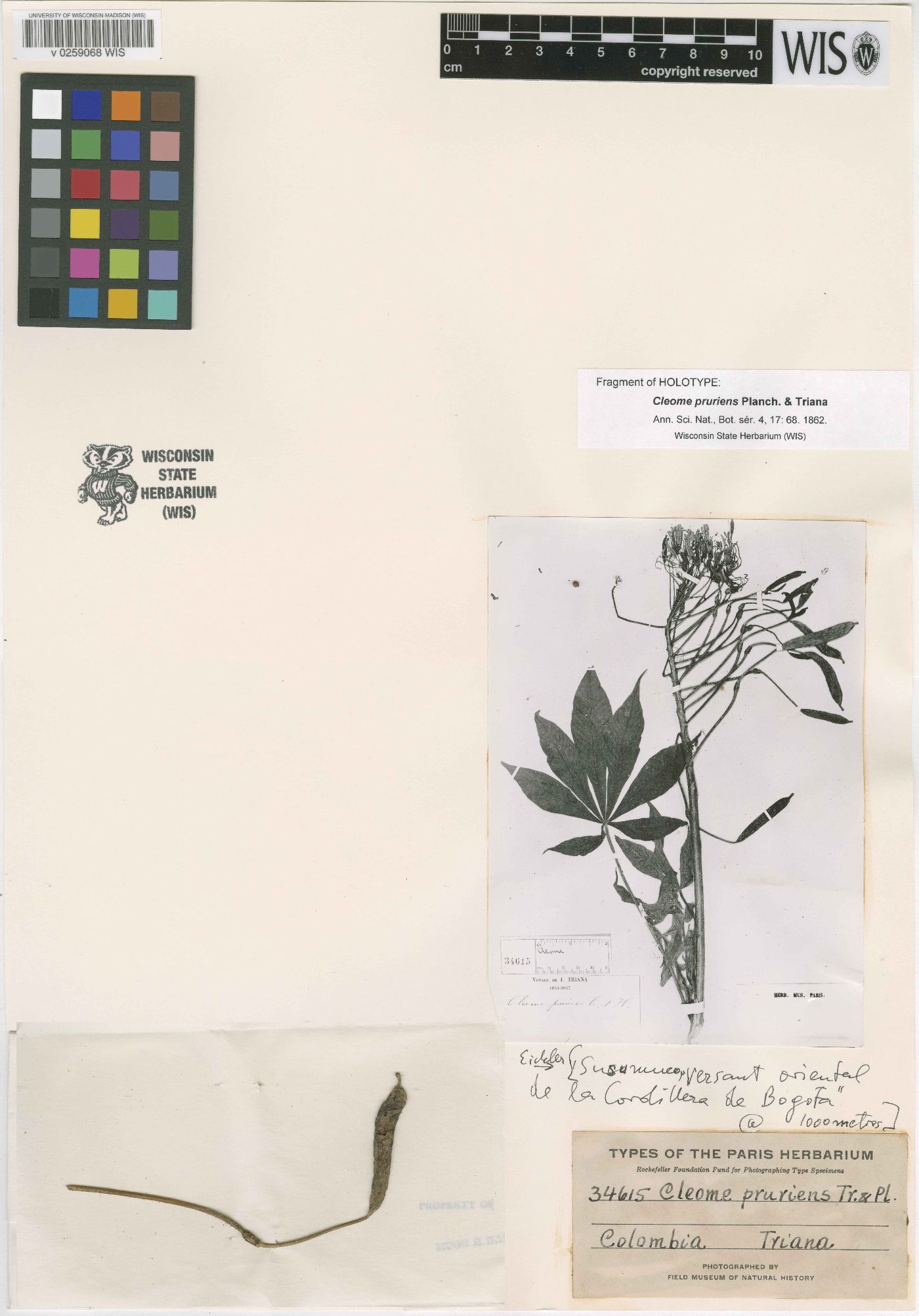 Cleome pruriens image