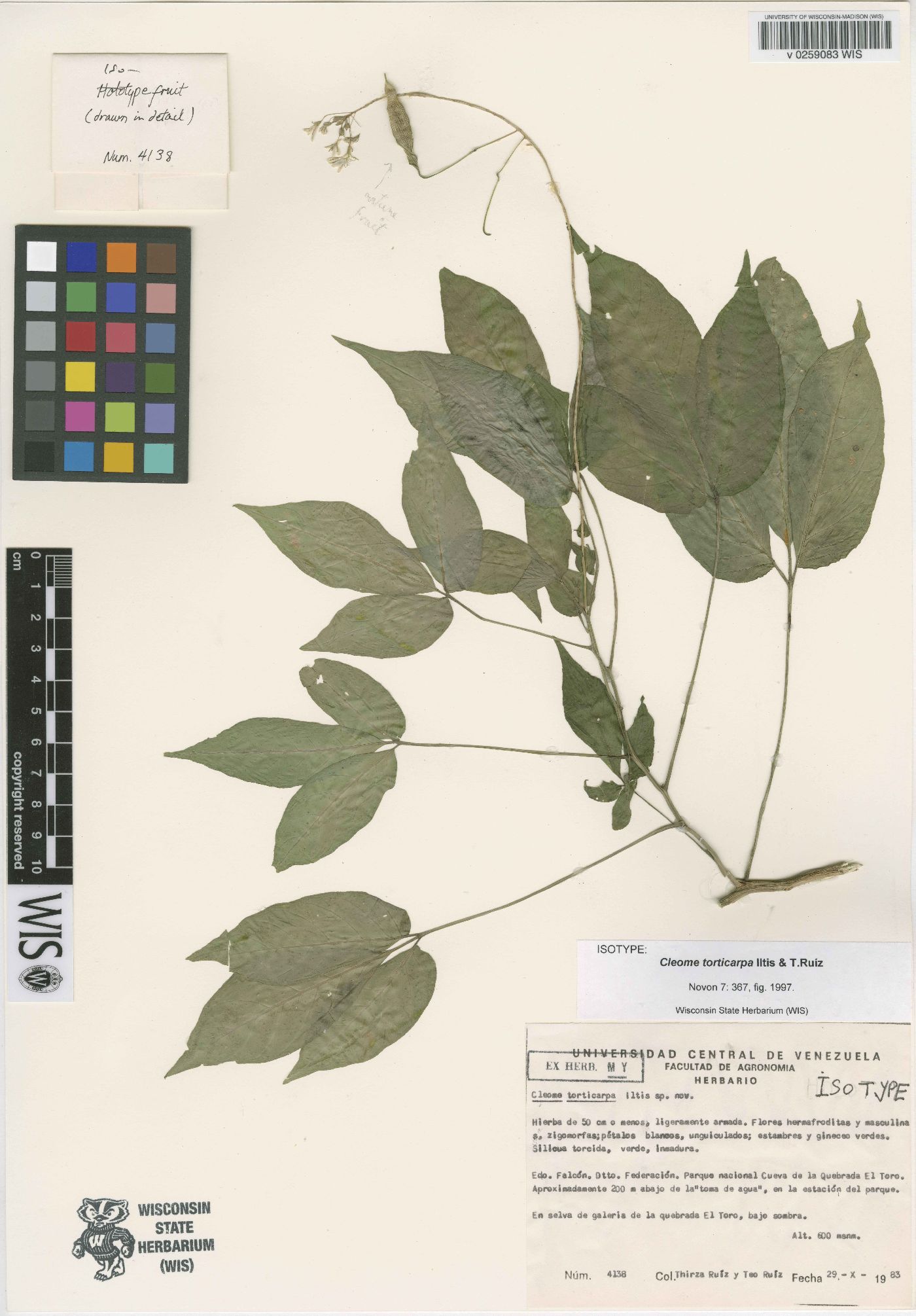 Cleome torticarpa image