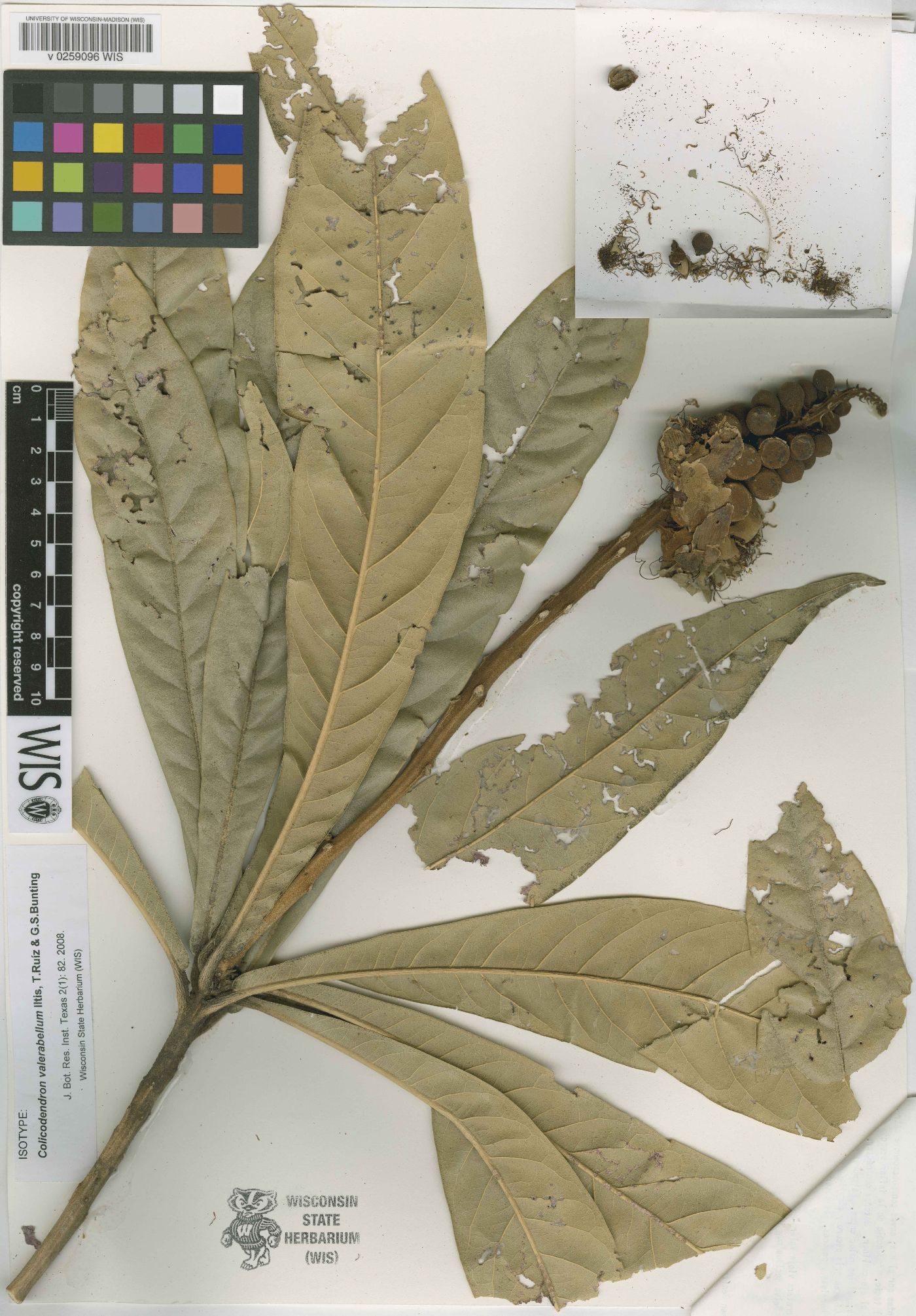 Colicodendron valerabellum image