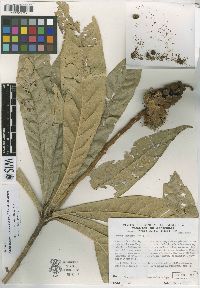Media resource of Colicodendron valerabellum