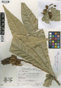 Colicodendron valerabellum image