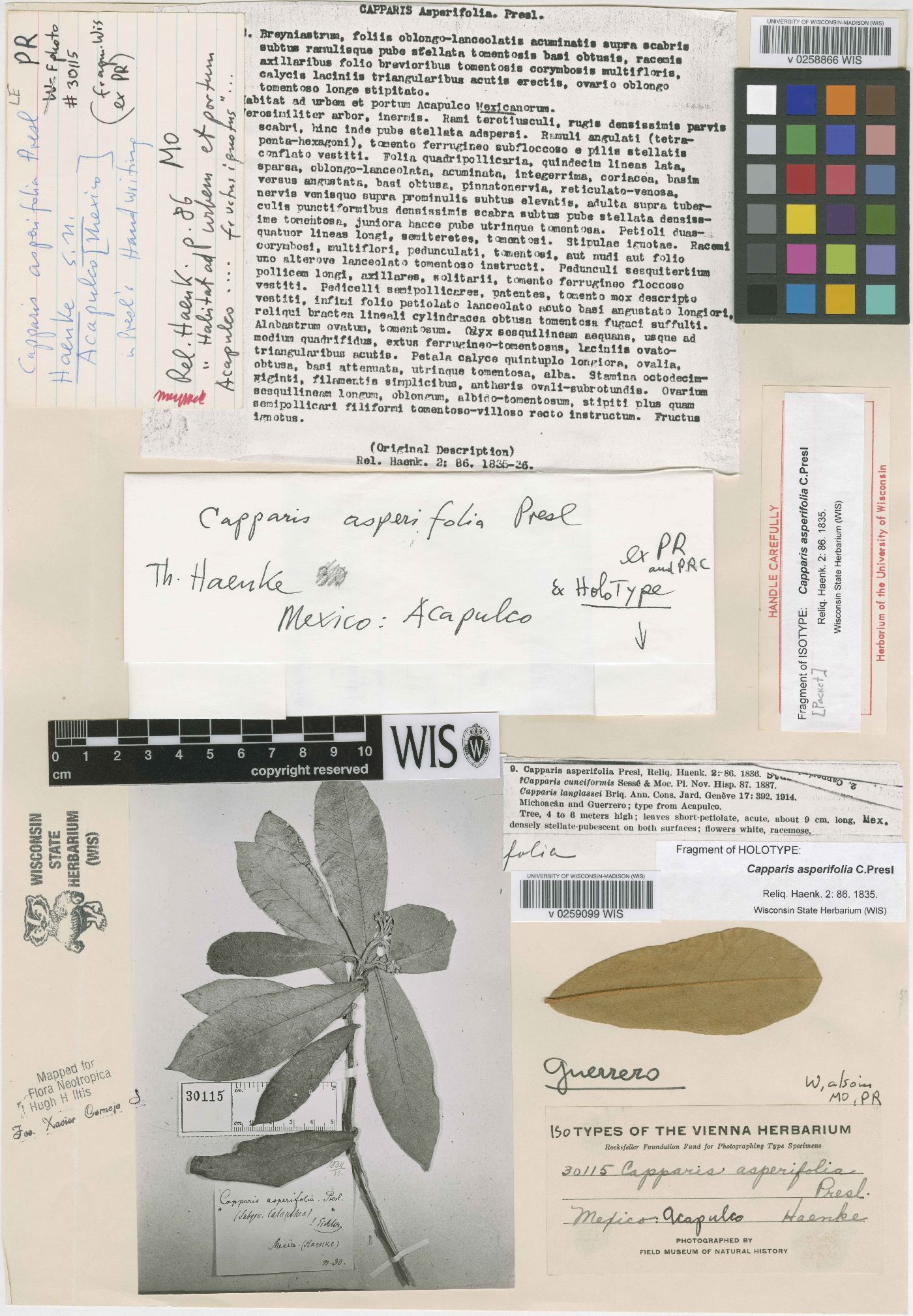 Capparis asperifolia image
