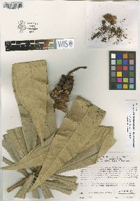 Colicodendron valerabellum image
