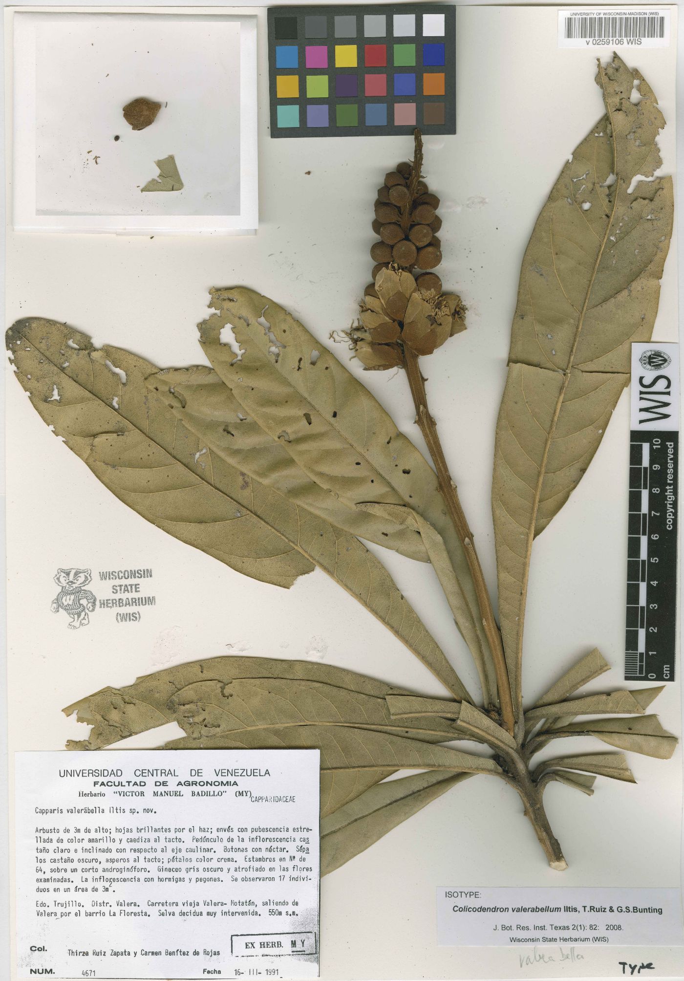 Colicodendron image