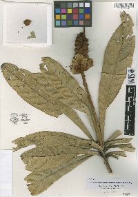 Colicodendron valerabellum image