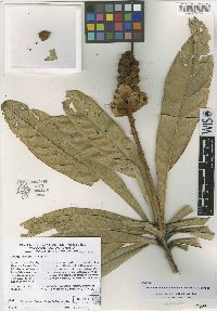 Colicodendron valerabellum image
