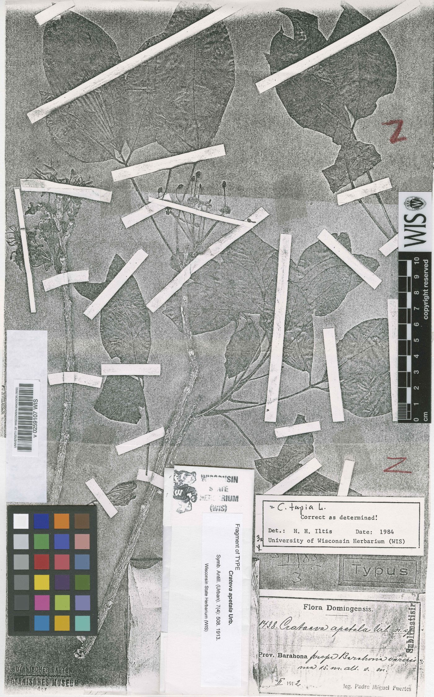 Crateva tapia image