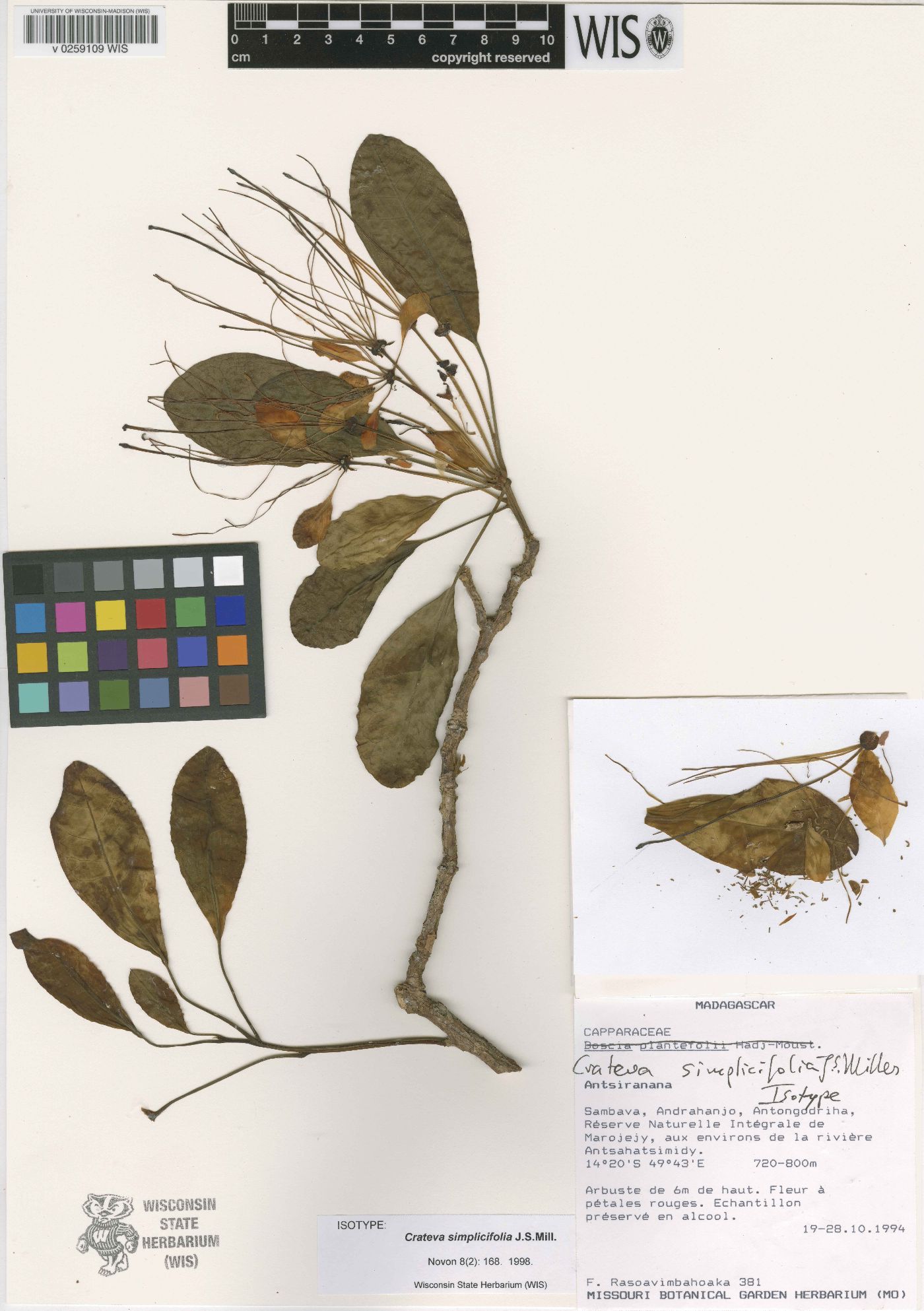 Crateva simplicifolia image