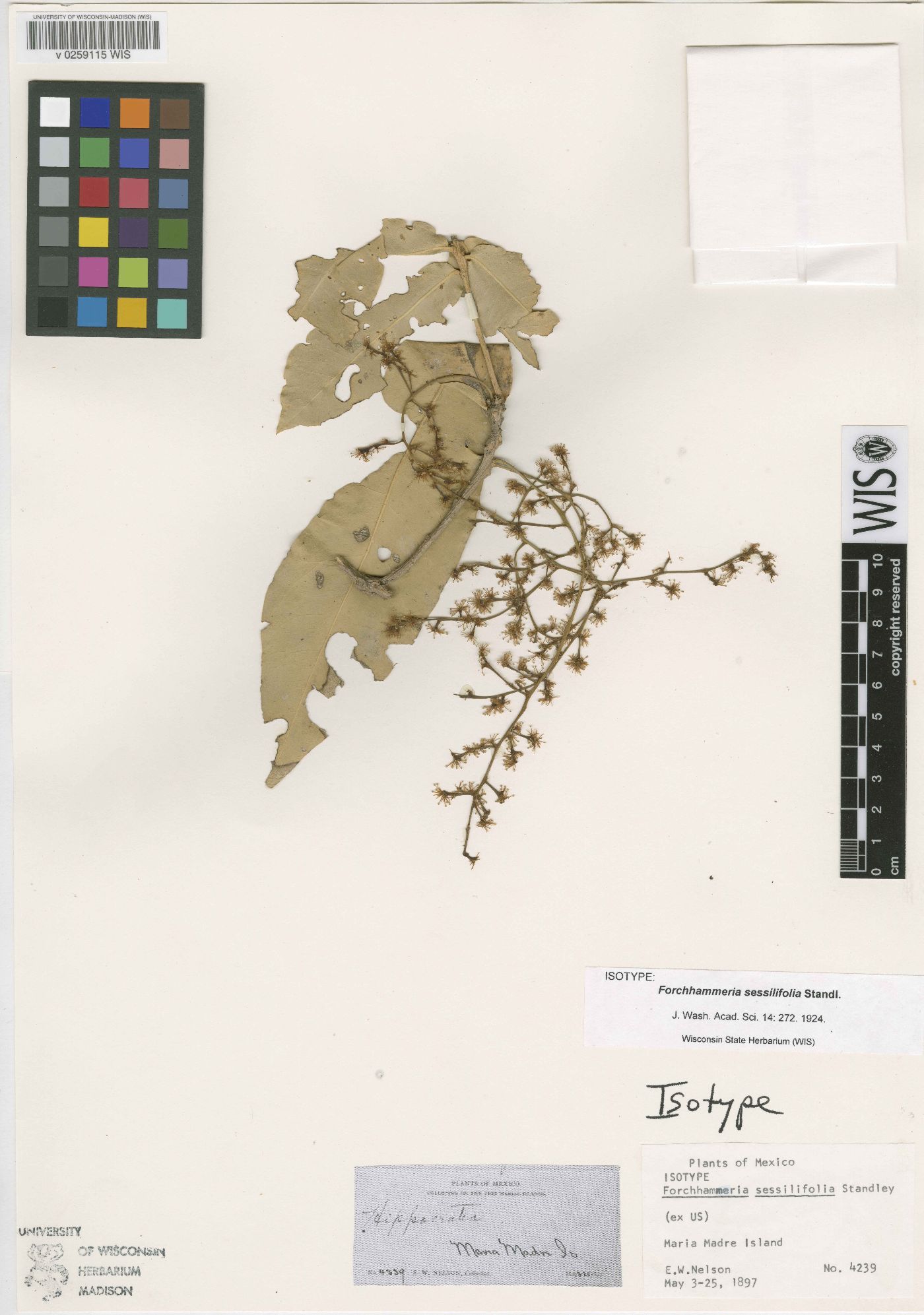 Forchhammeria sessilifolia image