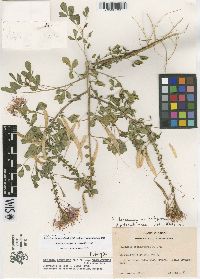 Polanisia dodecandra subsp. riograndensis image