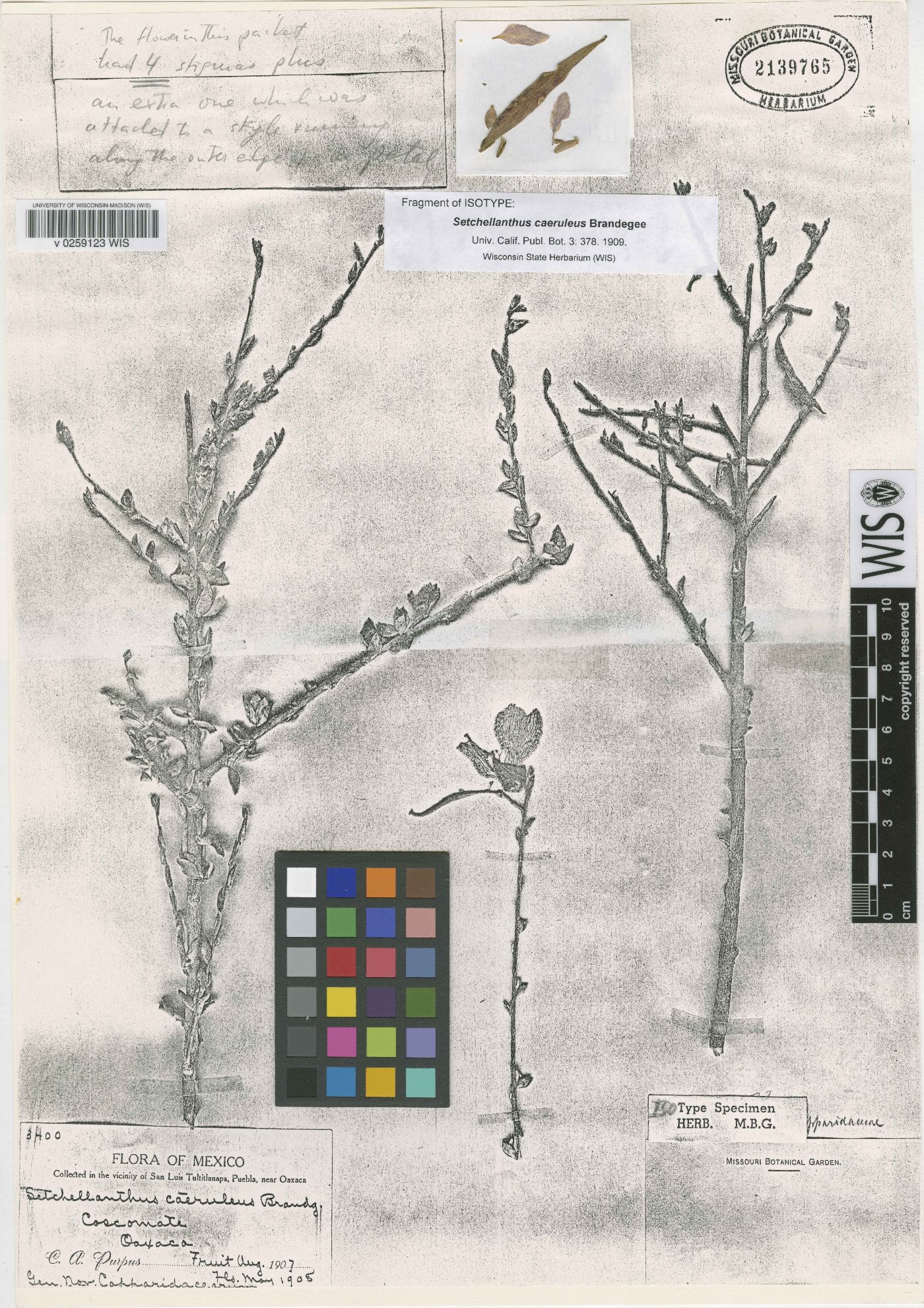 Setchellanthus caeruleus image