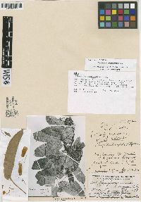 Media resource of Steriphoma peruvianum