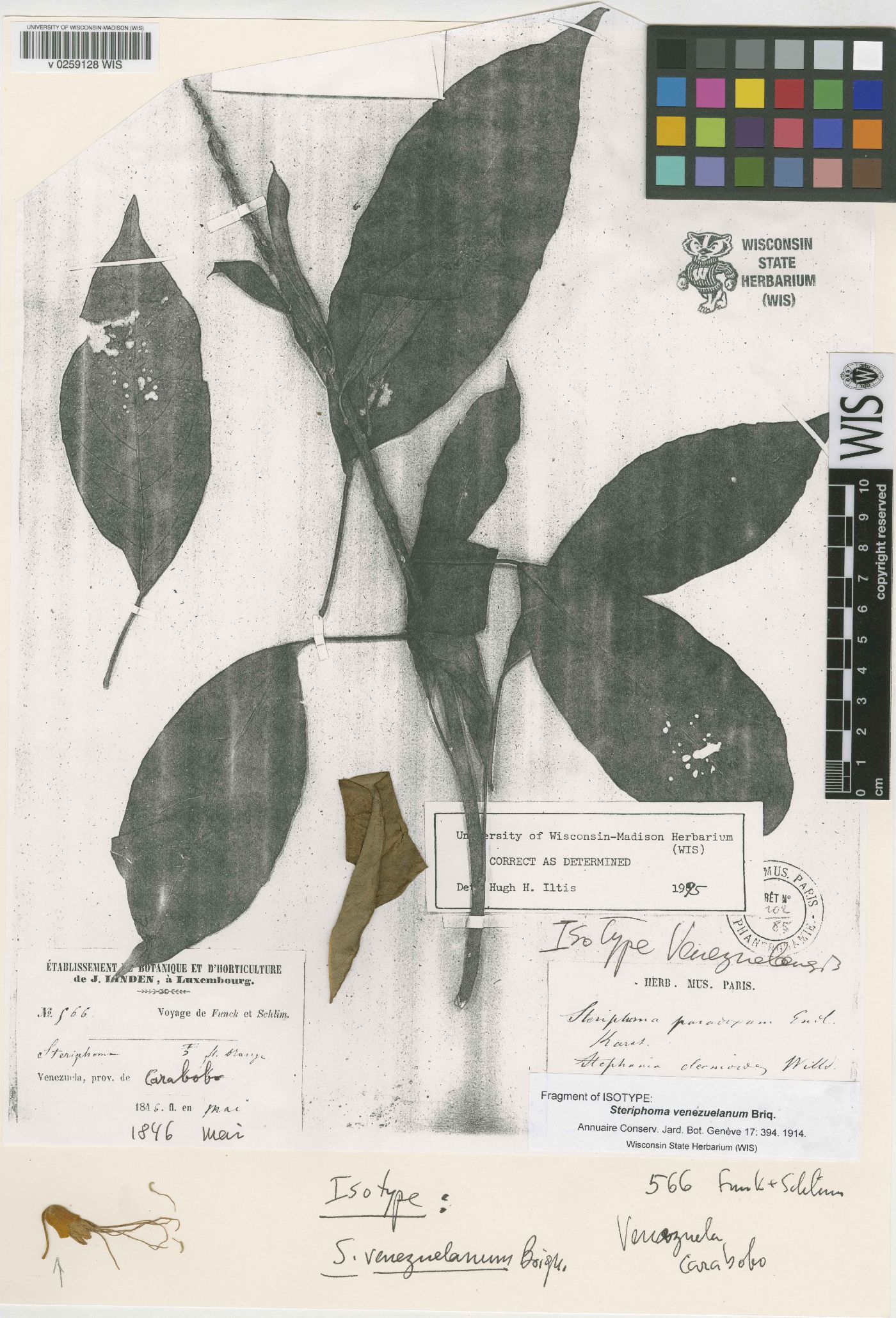 Steriphoma paradoxum image