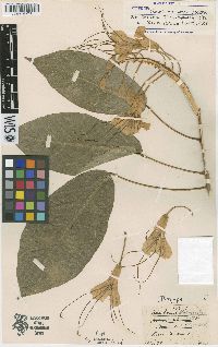 Media resource of Steriphoma urbani