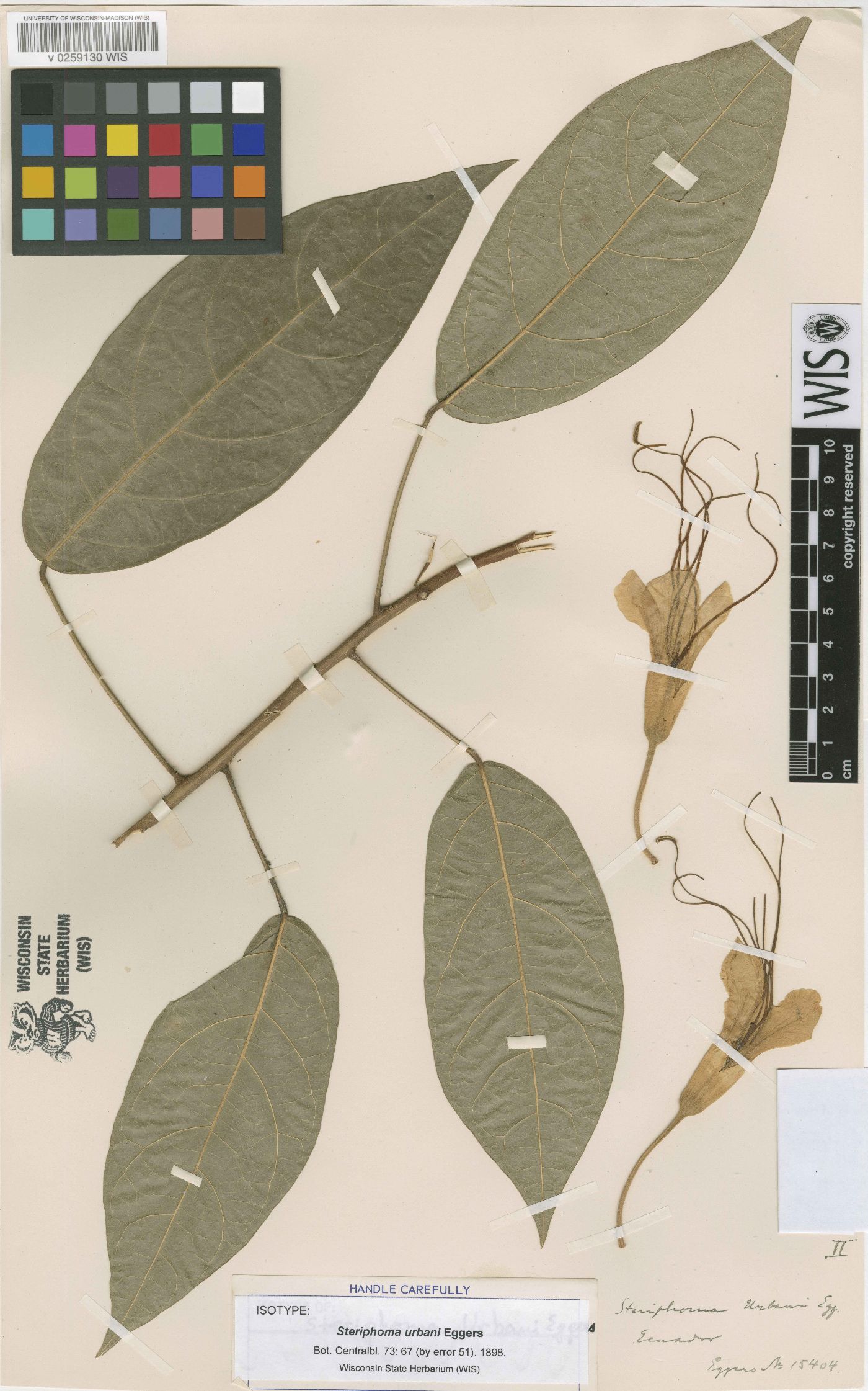 Steriphoma image