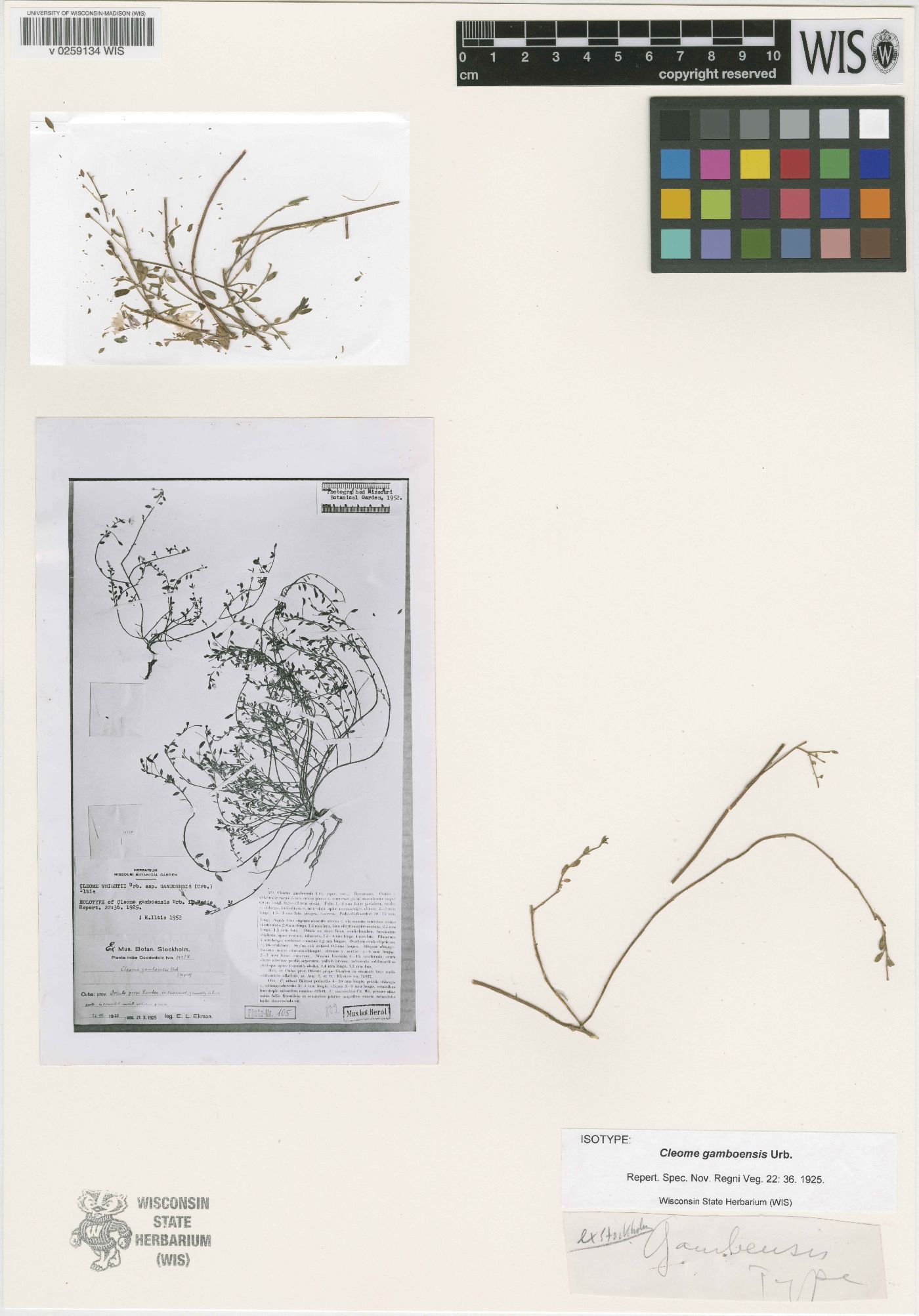 Cleome procumbens subsp. obtusa image