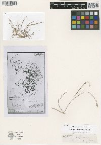 Cleome procumbens subsp. obtusa image