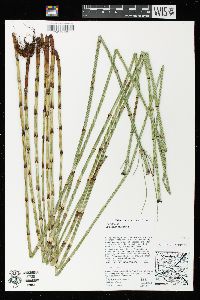 Equisetum fluviatile image