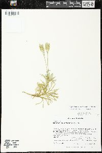 Diphasiastrum tristachyum image