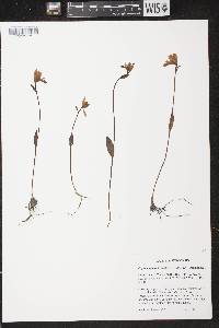 Pogonia ophioglossoides image